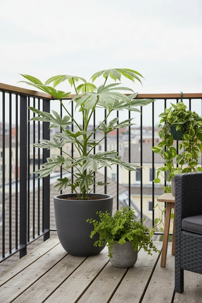 Fatsia Japonica Variegata — Aralia de Japón variegada — Ø19 cm — H60 cm - Verdeia - 8