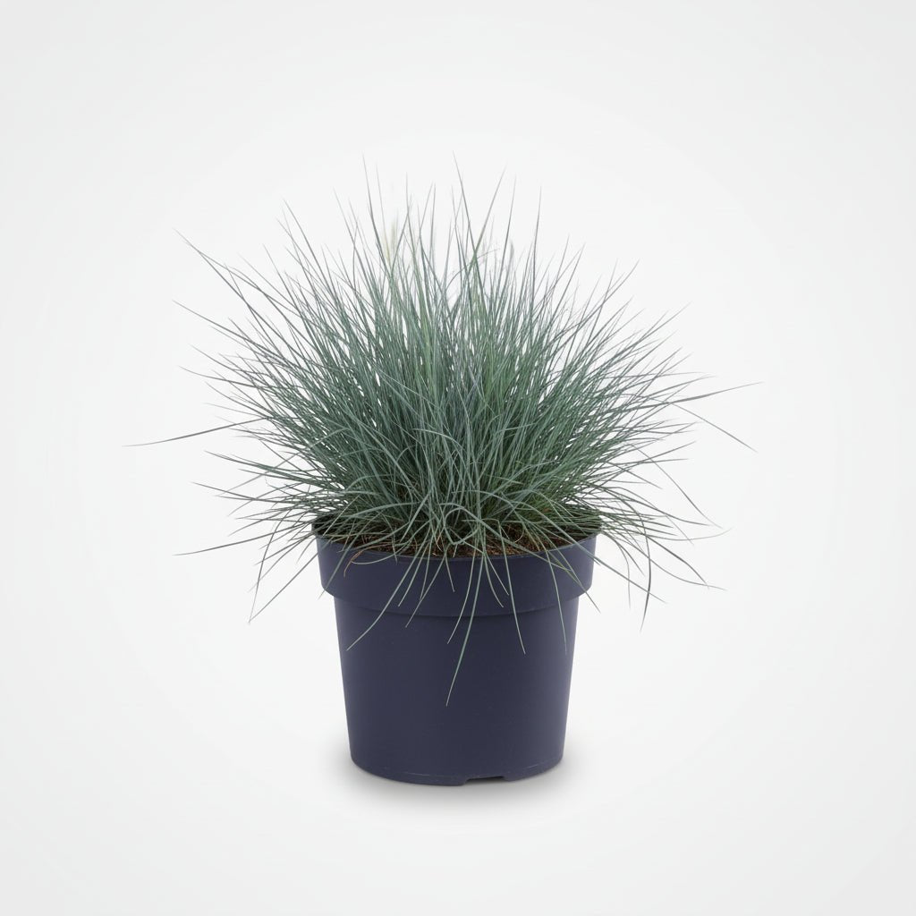 Festuca glauca Azura Blue (Fétuque bleue) - Verdeia - 6