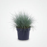 Festuca glauca Azura Blue (Fétuque bleue) - Verdeia - 6