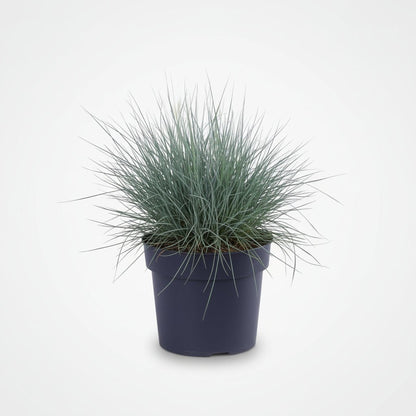 Festuca glauca Azura Blue (Fétuque bleue) - Verdeia - 6