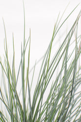 Festuca glauca Azura Blue (Fétuque bleue) - Verdeia - 3