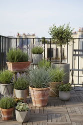 Festuca glauca Azura Blue (Fétuque bleue) - Verdeia - 7