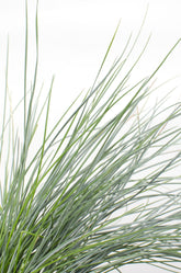 Festuca glauca Azura Blue (Fétuque bleue) - Verdeia - 2