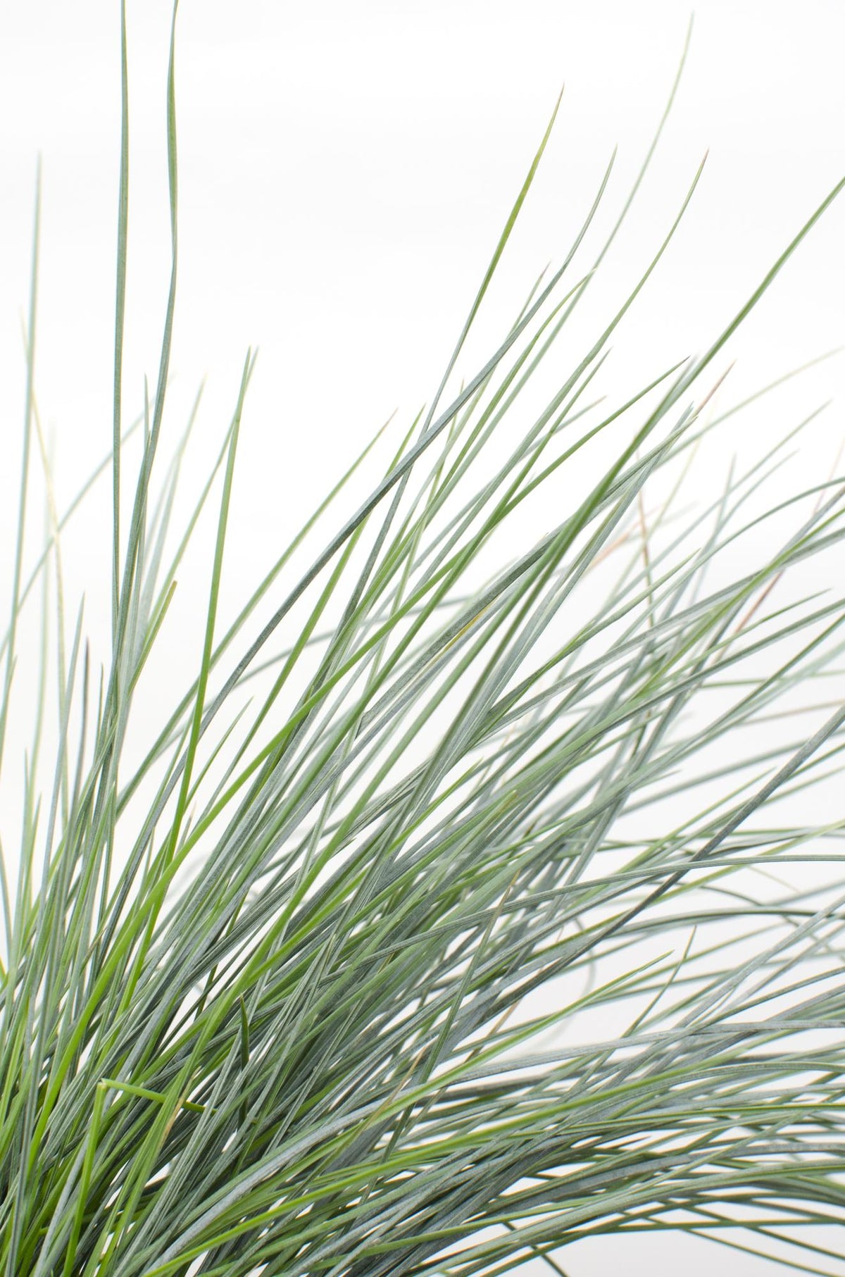 Festuca glauca Azura Blue (Blå Fælle) - Verdeia - 2