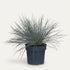 Festuca glauca Azura Blue (Fétuque bleue) - Verdeia - 1