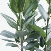 Ficus Audrey – 3 tallos – Ø27 cm – H105 cm - Verdeia - 2