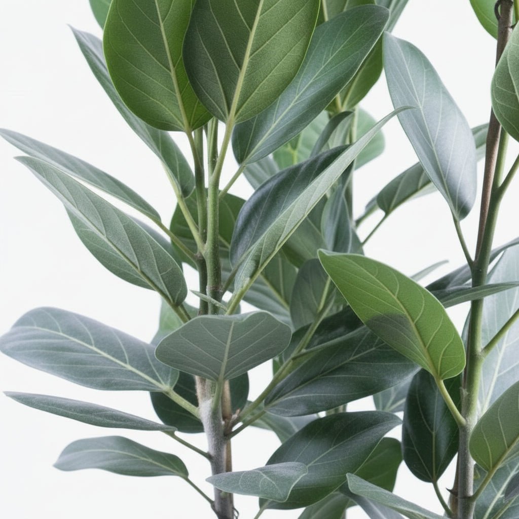 Ficus Audrey – 3 tallos – Ø27 cm – H105 cm - Verdeia - 2