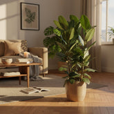 Ficus Audrey – 3 tallos – Ø27 cm – H105 cm - Verdeia - 5