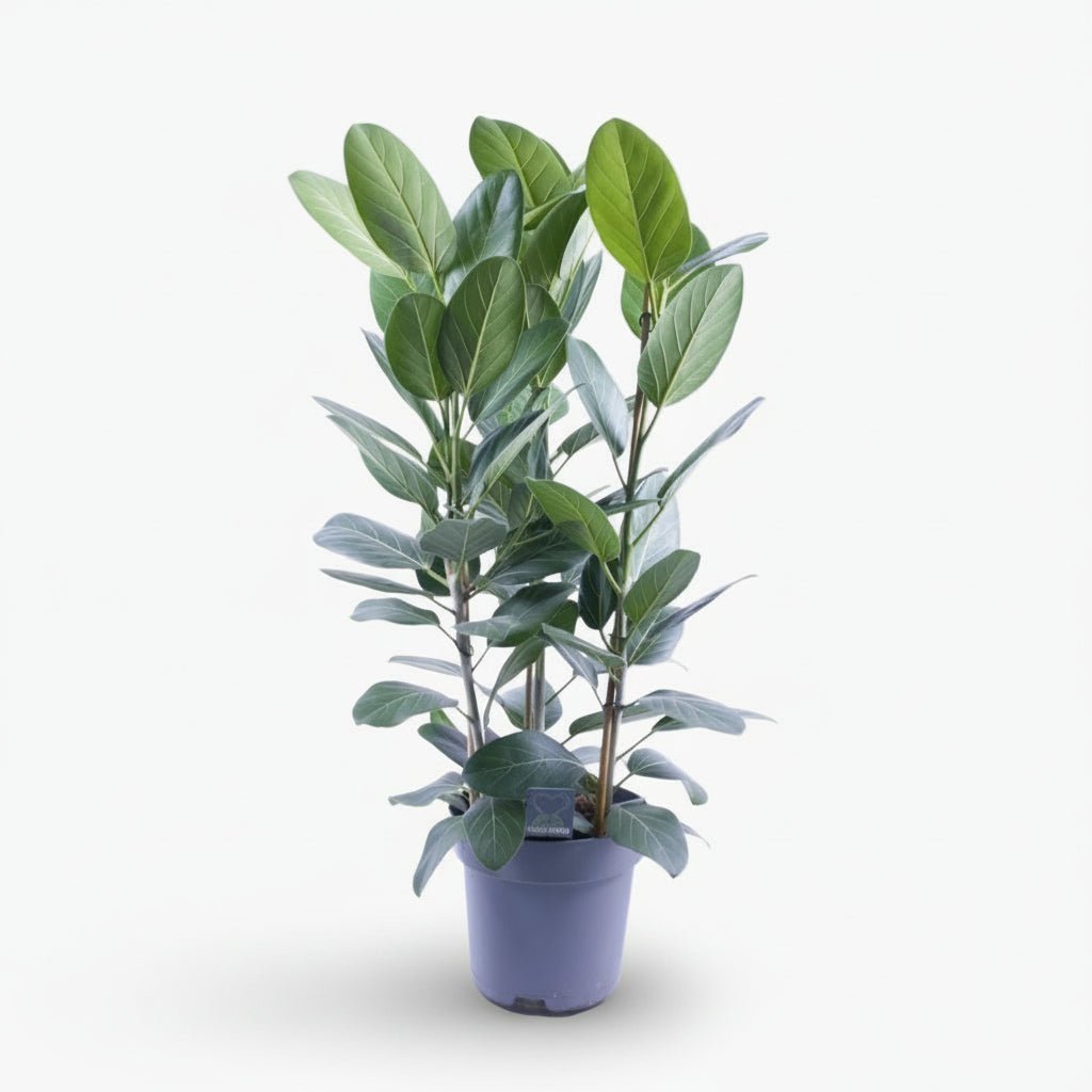 Ficus Audrey – 3 tallos – Ø27 cm – H105 cm - Verdeia - 1