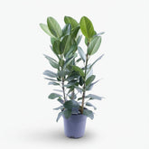 Ficus Audrey – 3 tallos – Ø27 cm – H105 cm - Verdeia - 1