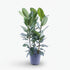 Ficus Audrey – 3 tallos – Ø27 cm – H105 cm - Verdeia - 1