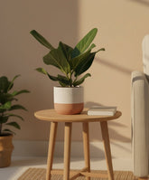 Ficus Bengalensis – Ø12 cm – H25 cm - Verdeia - 4