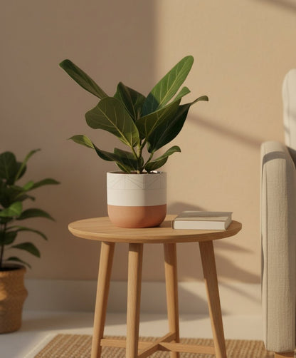 Ficus Bengalensis – Ø12 cm – H25 cm - Verdeia - 4