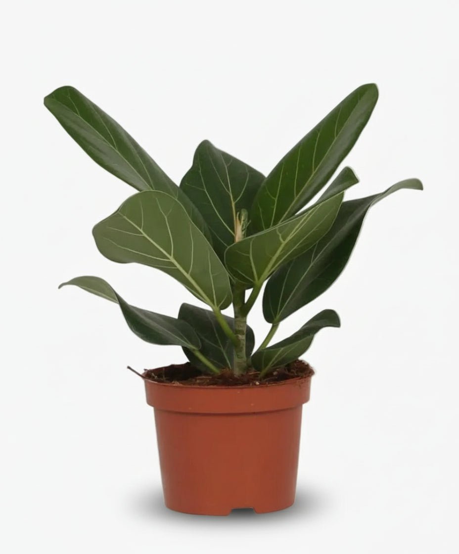 Ficus Bengalensis – Ø12 cm – H25 cm - Verdeia - 1