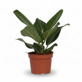 Ficus Bengalensis – Ø12 cm – H25 cm - Verdeia - 1