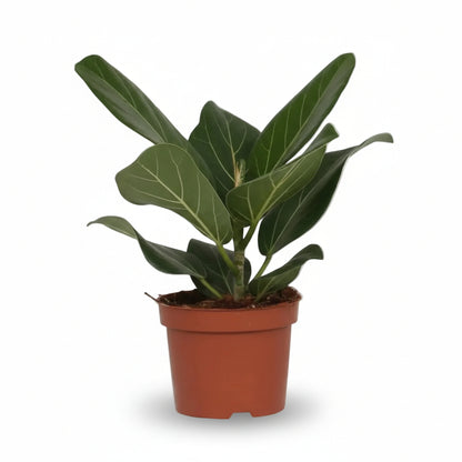 Ficus Bengalensis – Ø12 cm – H25 cm - Verdeia - 1