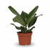 Ficus Bengalensis – Ø12 cm – H25 cm - Verdeia - 1