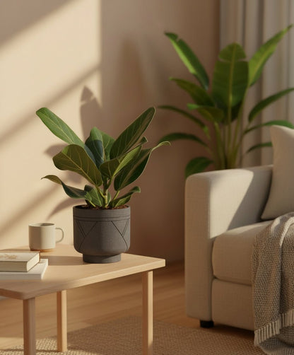 Ficus Bengalensis – Ø12 cm – H25 cm - Verdeia - 5