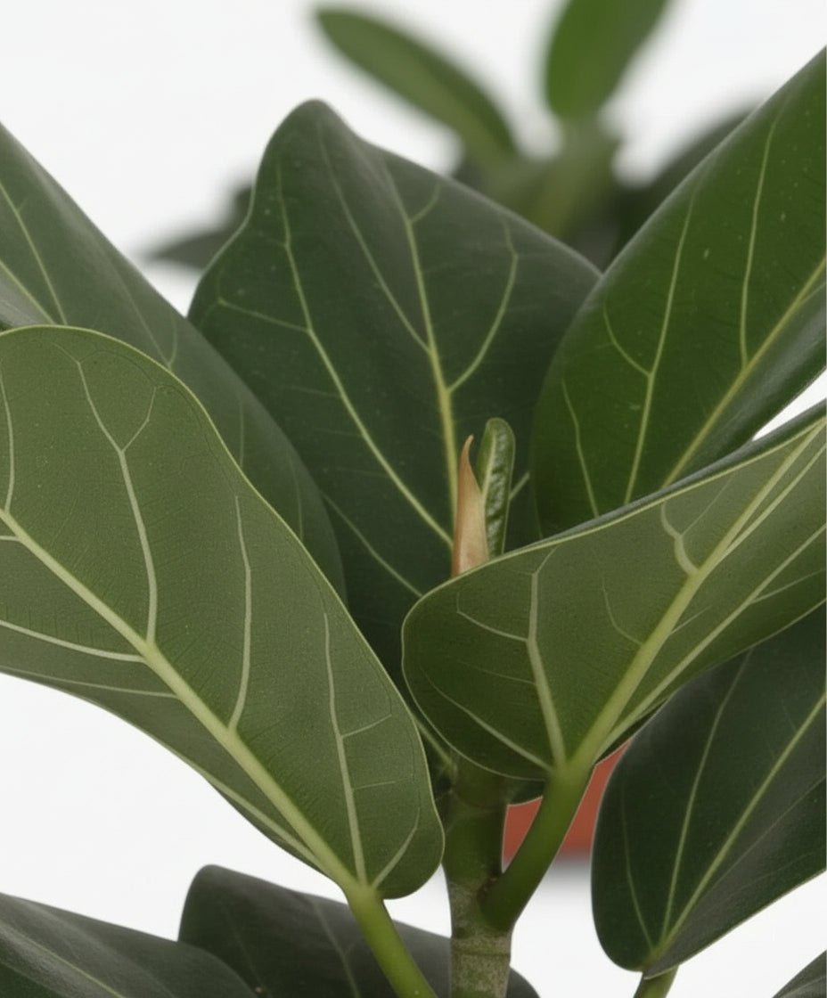 Ficus Bengalensis – Ø12 cm – H25 cm - Verdeia - 2