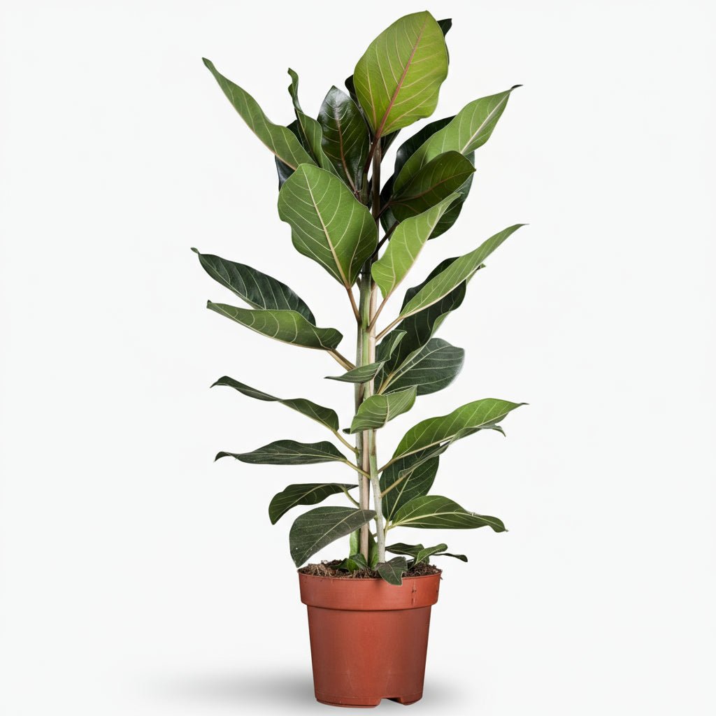 Ficus Benghalensis ‘Joy’ 21 x 90 cm - Verdeia
