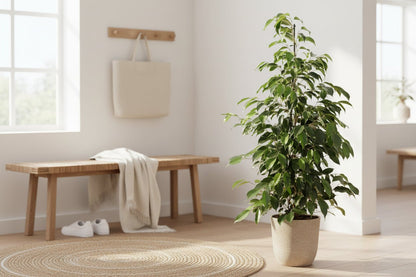 Ficus Benjamina Danielle — Ø21 cm — H95 cm - Verdeia - 3