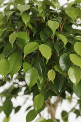 Ficus Benjamina Exótica (Ficus llorón) — H120 cm | Maceta Ø27 cm - Verdeia - 2