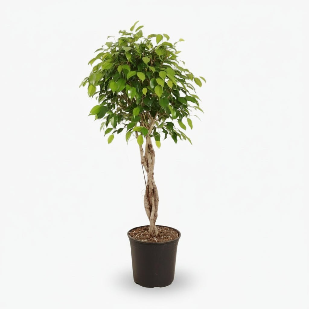 Ficus Benjamina Exòtica – Ø27 cm – A120 cm - Verdeia - 1