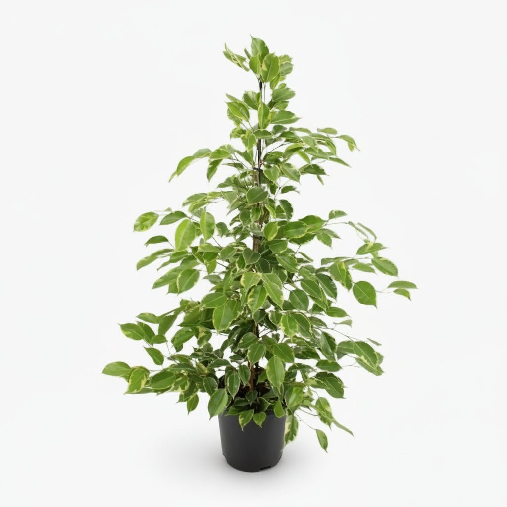 Ficus Benjamina Goldenking – Ø21 cm – A95 cm - Verdeia - 1