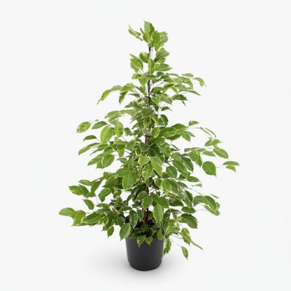 Ficus Benjamina Goldenking – Ø21 cm – A95 cm - Verdeia - 1