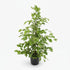 Ficus Benjamina Goldenking – Ø21 cm – A95 cm - Verdeia - 1