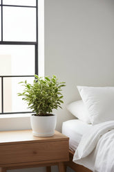 Ficus benjamina &