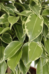 Ficus benjamina &