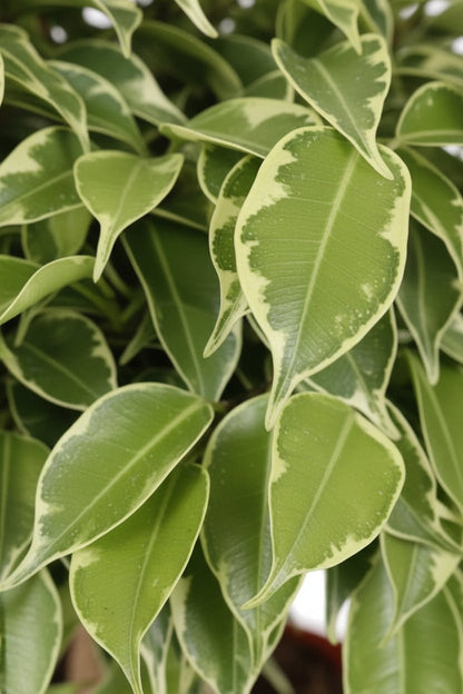 Ficus benjamina &