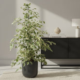 Ficus Benjamina Twilight – Ø21 cm – H95 cm - Verdeia - 3