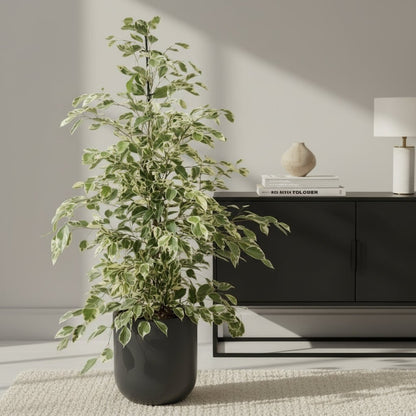 Ficus Benjamina Twilight – Ø21 cm – H95 cm - Verdeia - 3