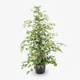 Ficus Benjamina Twilight – Ø21 cm – H95 cm - Verdeia - 1