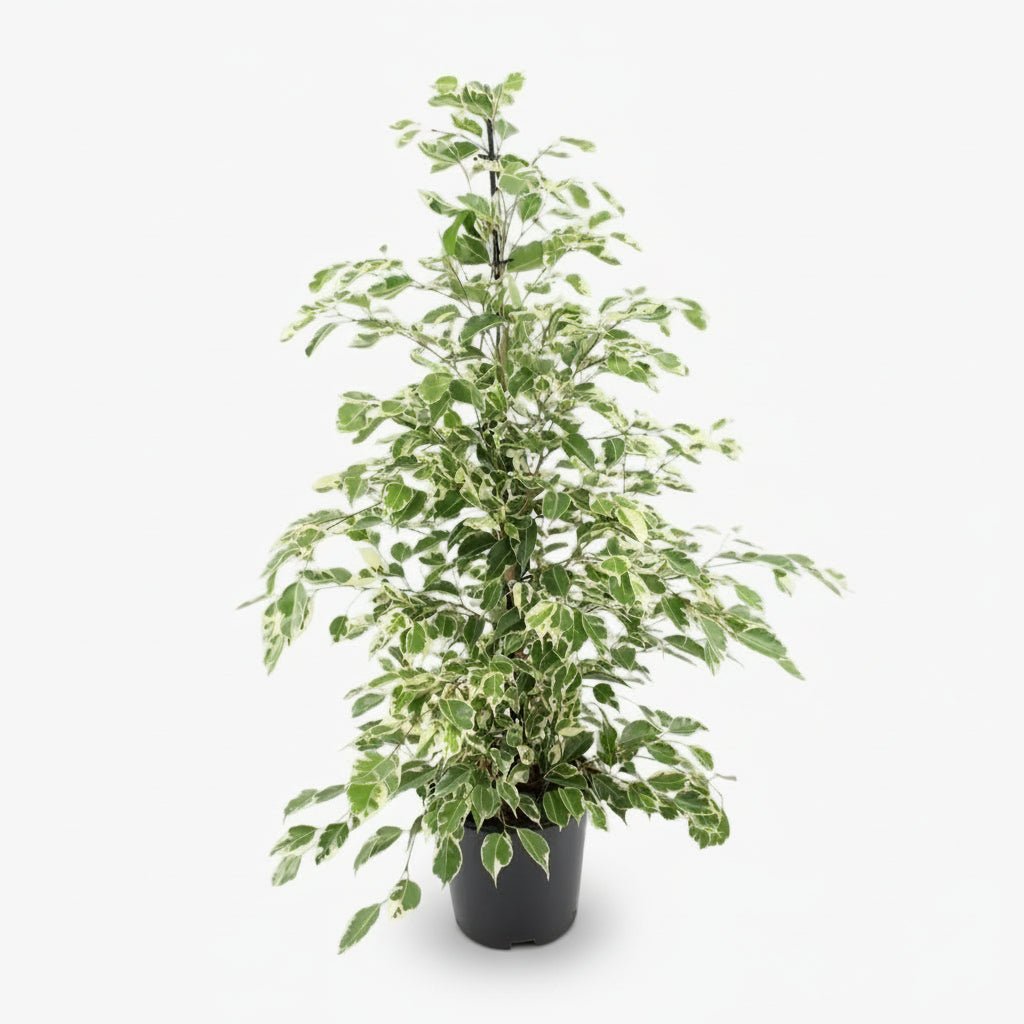 Ficus Benjamina Twilight – Ø21 cm – H95 cm - Verdeia - 1