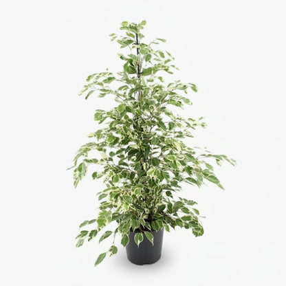 Ficus Benjamina Twilight – Ø21 cm – H95 cm - Verdeia - 1