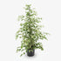 Ficus Benjamina Twilight – Ø21 cm – H95 cm - Verdeia - 1