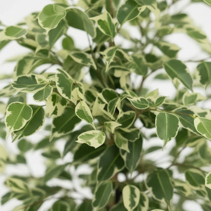 Ficus Benjamina Twilight – Ø21 cm – H95 cm - Verdeia - 2