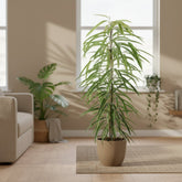 Ficus Binnendijkii Alii – Ø21 cm – V80 cm - Verdeia - 5