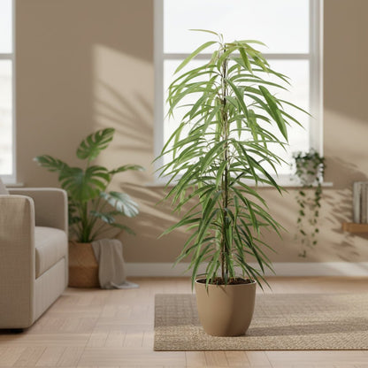 Ficus Binnendijkii Alii – Ø21 cm – V80 cm - Verdeia - 5