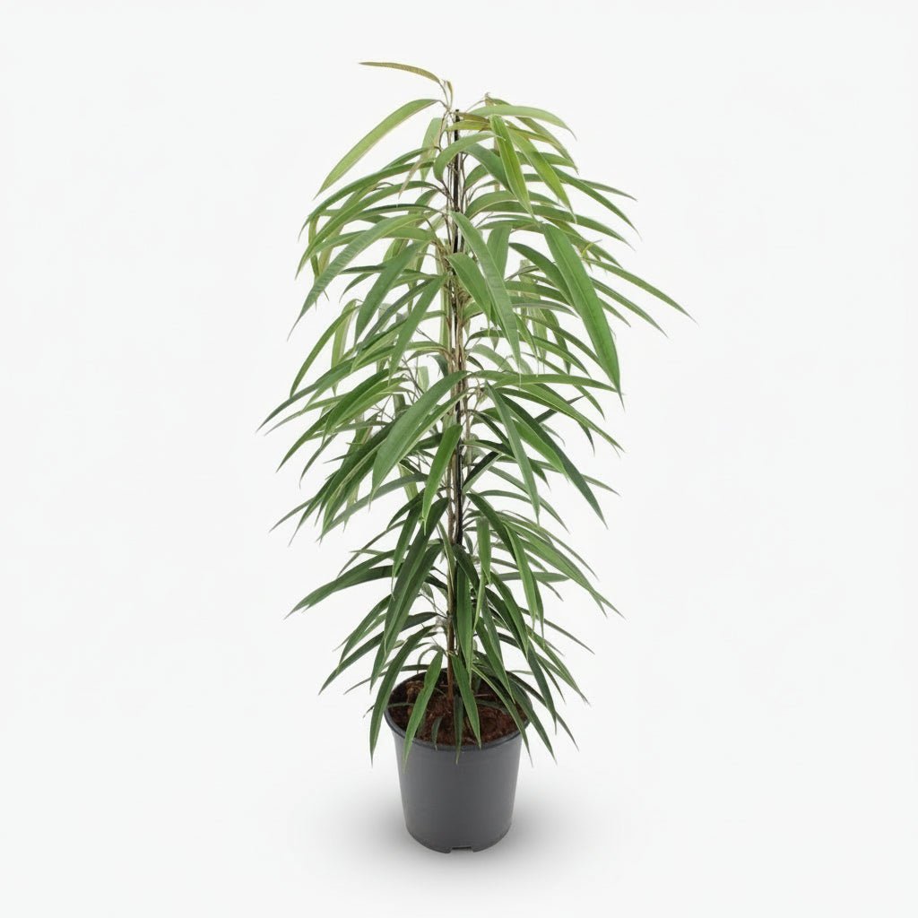 Ficus Binnendijkii Alii – Ø21 cm – H80 cm - Verdeia - 1
