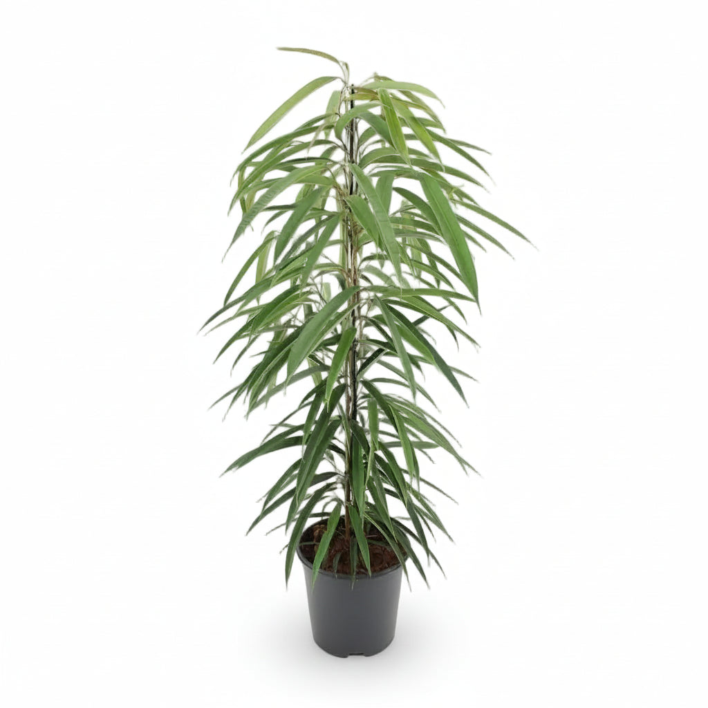 Ficus Binnendijkii Alii – Ø21 cm – V80 cm - Verdeia - 1