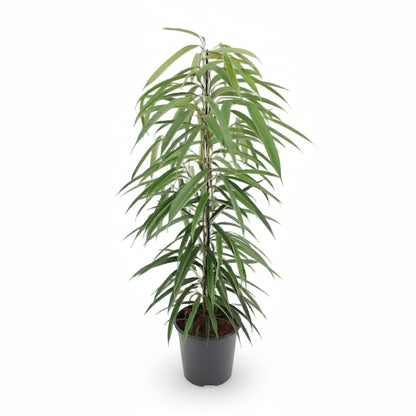 Ficus Binnendijkii Alii – Ø21 cm – V80 cm - Verdeia - 1