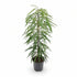 Ficus Binnendijkii Alii – Ø21 cm – V80 cm - Verdeia - 1