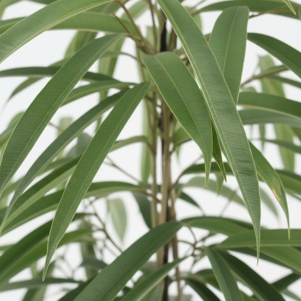 Ficus Binnendijkii Alii – Ø21 cm – H80 cm - Verdeia - 2