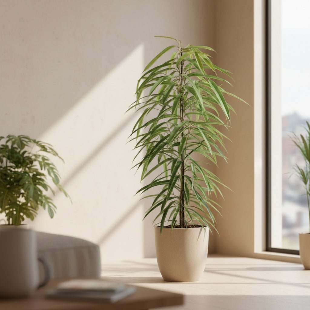 Ficus Binnendijkii Alii – Ø21 cm – V80 cm - Verdeia - 4