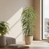 Ficus Binnendijkii Alii – Ø21 cm – V80 cm - Verdeia - 4