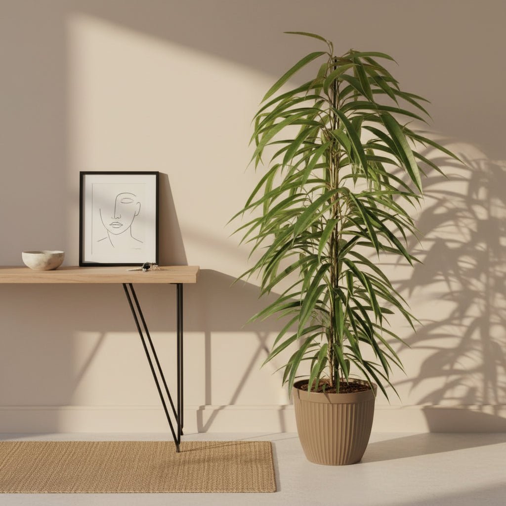 Ficus Binnendijkii Alii – Ø21 cm – V80 cm - Verdeia - 3